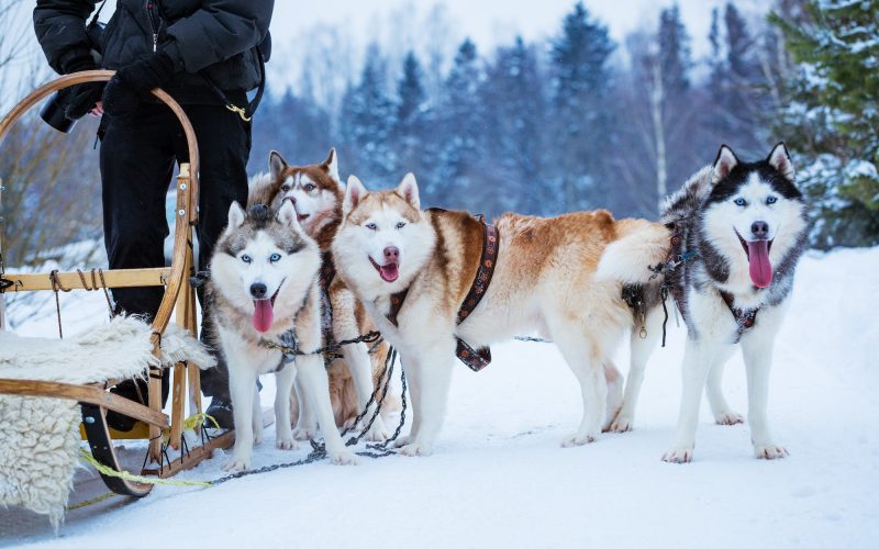 Husky sled dogs in winter on snow day
