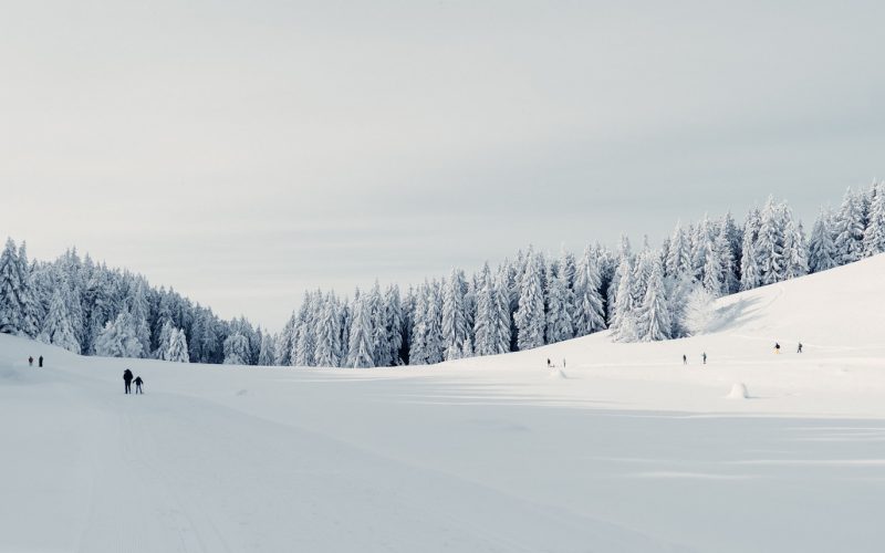 snow covered field and trees during daytime